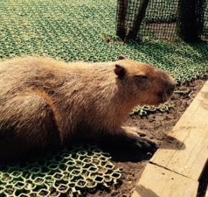 capybara2016.05
