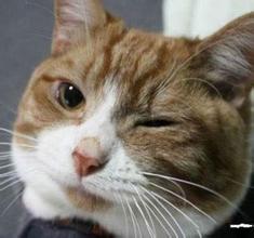 睁一只眼，闭一只眼