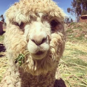 %e7%be%8a%e9%a9%bc1-2