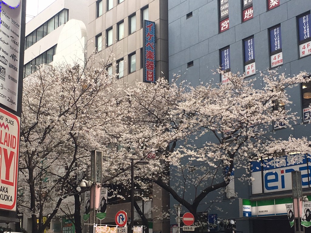 sakura_1_20180324