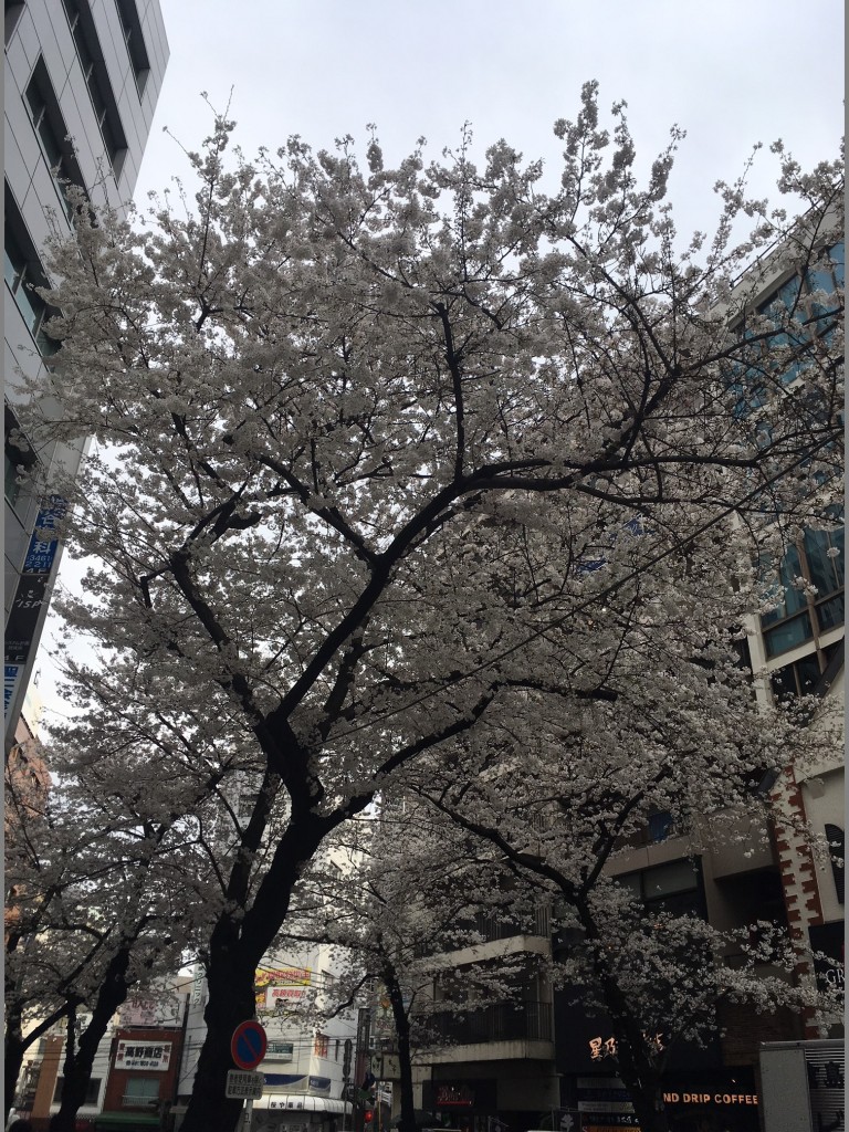 sakura_2_20180324