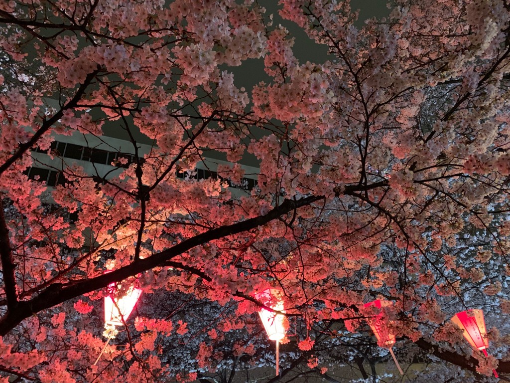 桜３