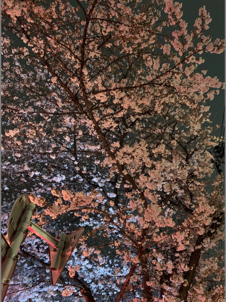 桜６