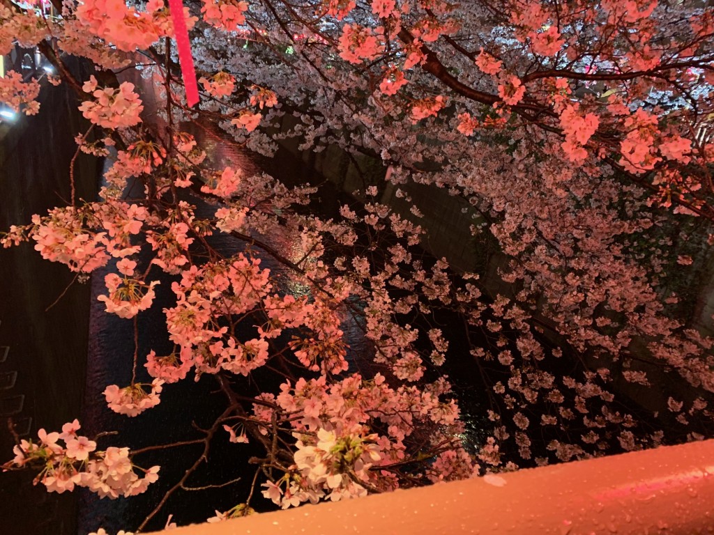 桜2 (1)