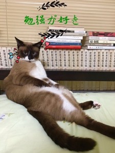 猫2
