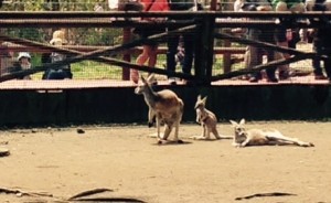kangaroo2016.05